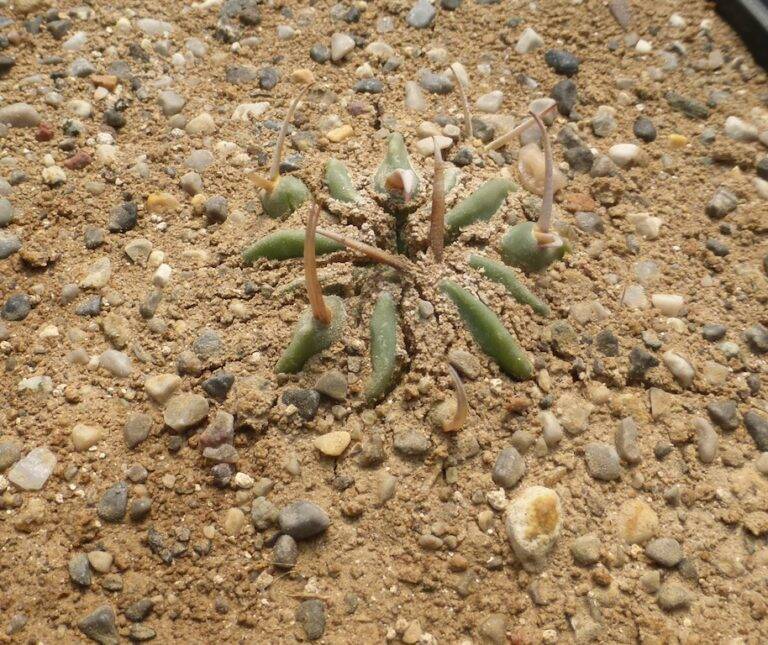 Stenocactus Coptogonus Il Fiore Tra Le Spine