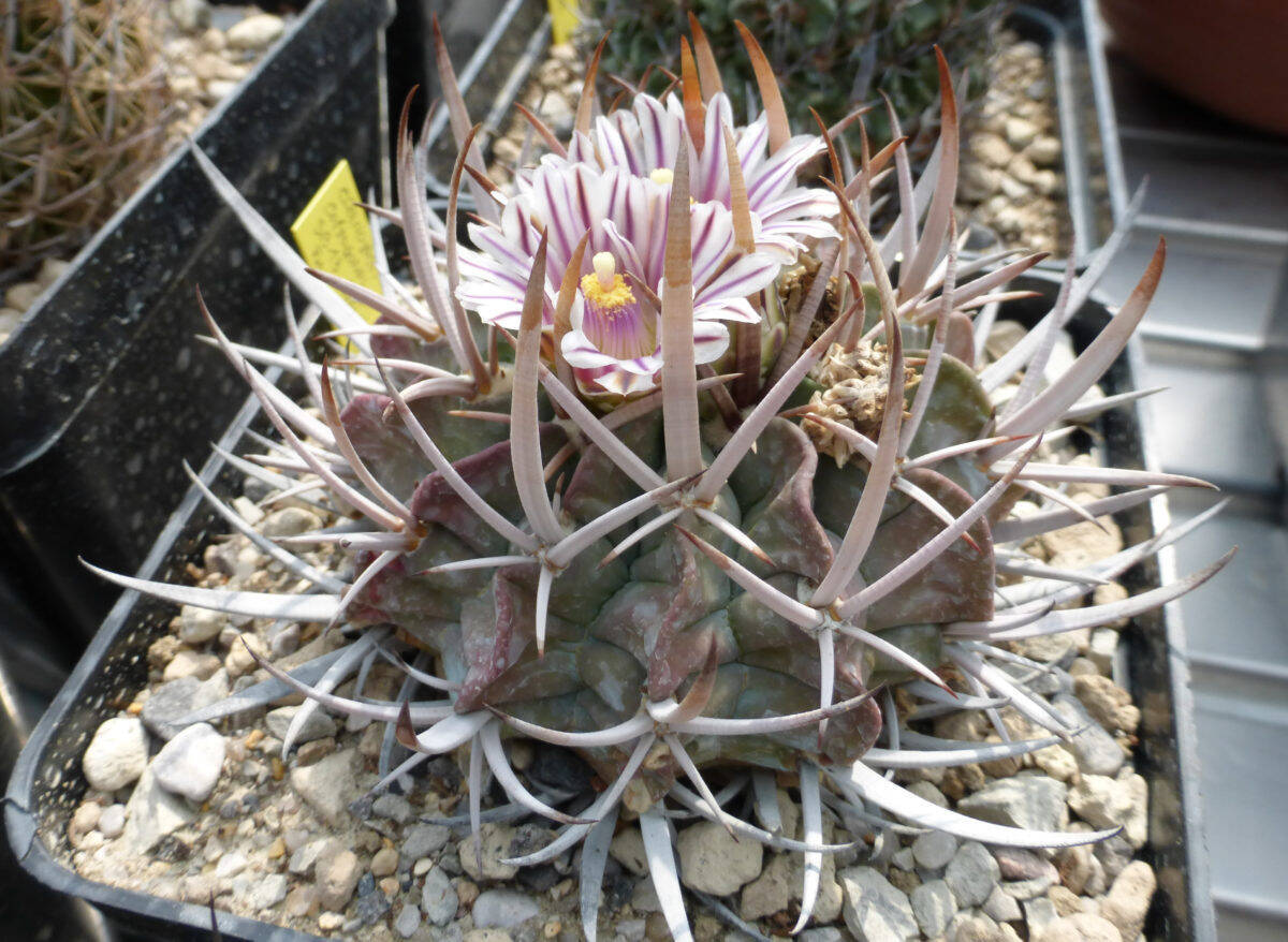 Stenocactus Coptogonus Il Fiore Tra Le Spine