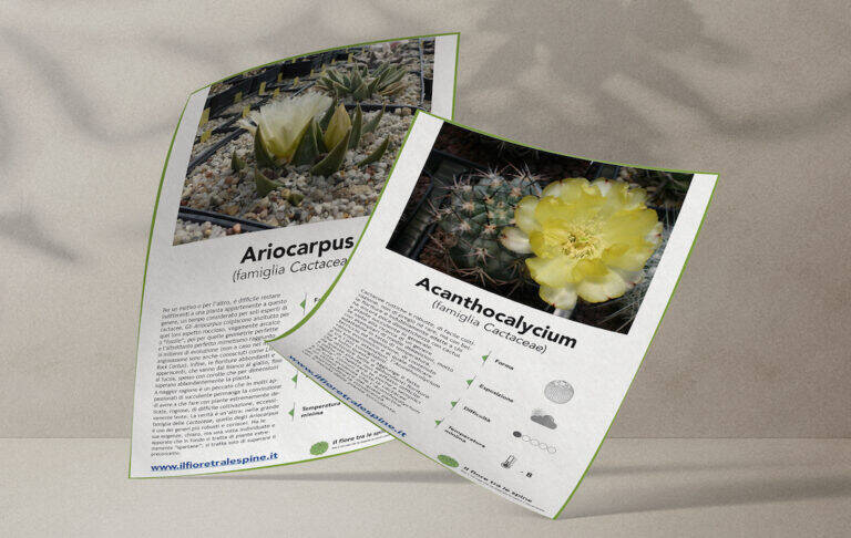 Mockups Design Schede Cactus Il Fiore Tra Le Spine