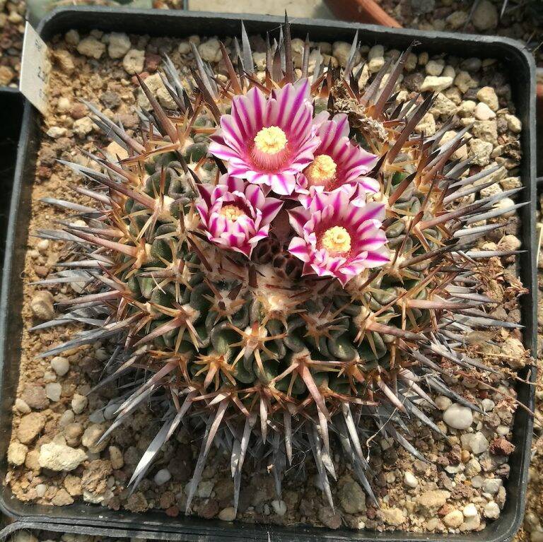 Stenocactus Sp Il Fiore Tra Le Spine