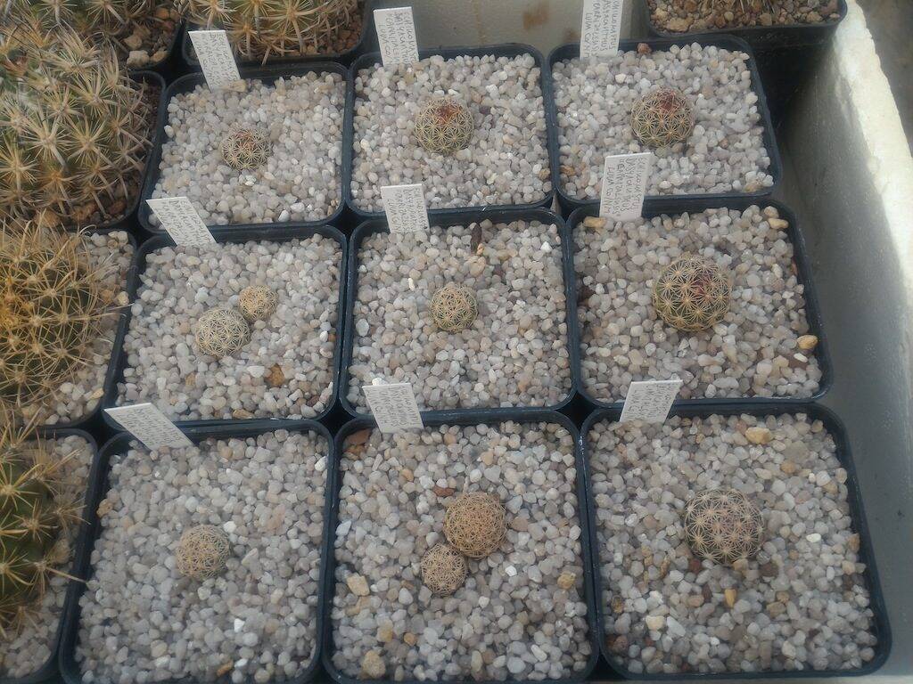 Echinomastus da seme rinvasati in vasi 7x7x10