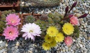 Echinopsis vari in fiore