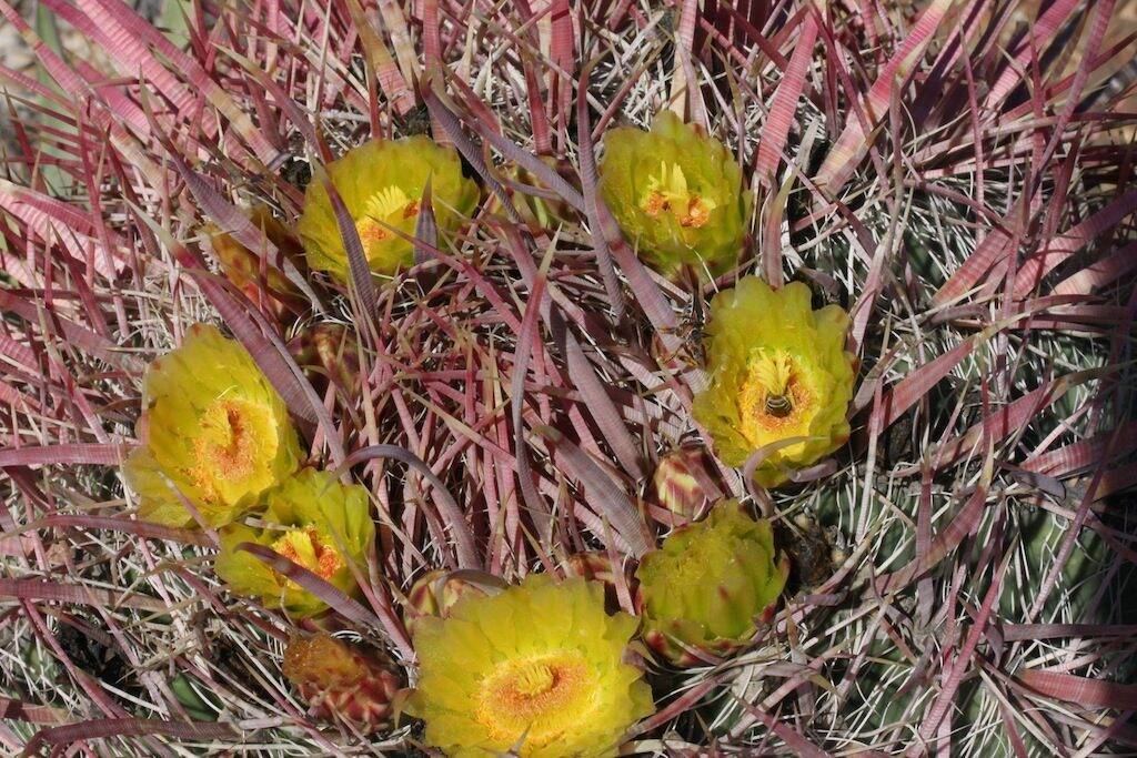 Ferocactus acanthodes ssp. tortulispinus, Laguna Chapala, BC, Mex