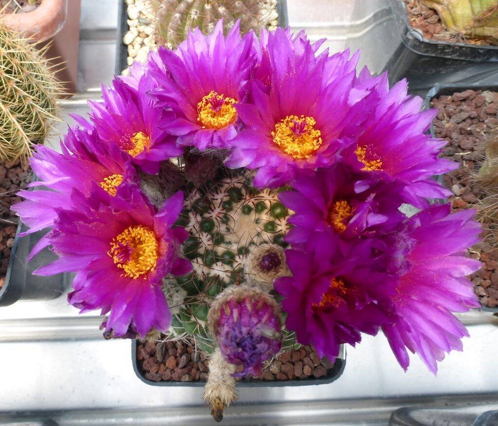 Notocactus uebelmannianus