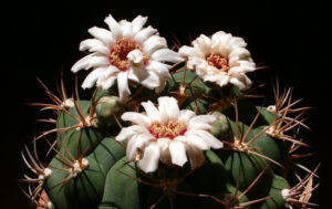 gymnocalycium saglioni