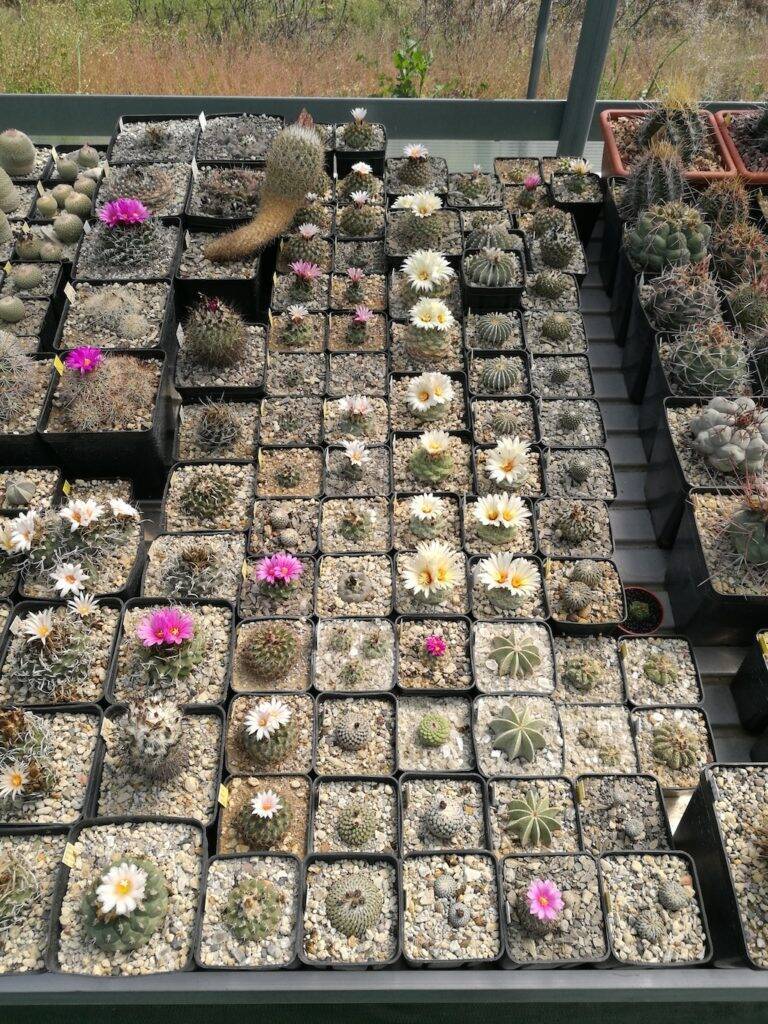 Strombocactus in fiore