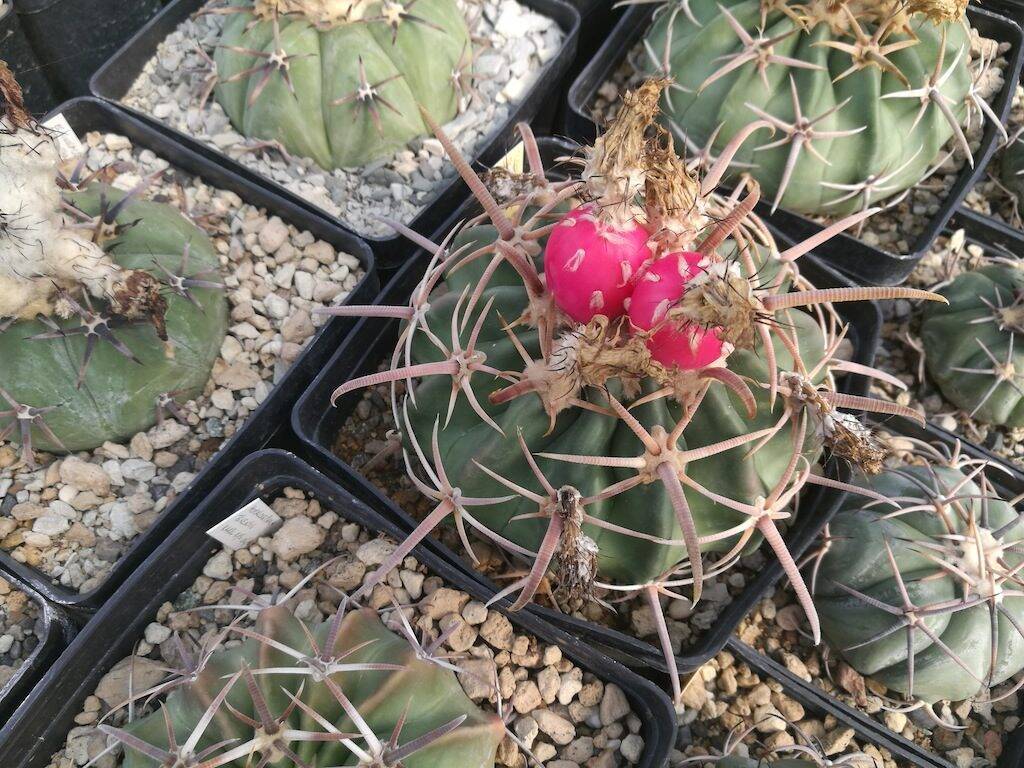 Echinocactus texensis