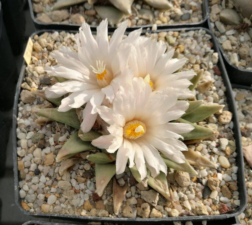 Ariocarpus in fiore