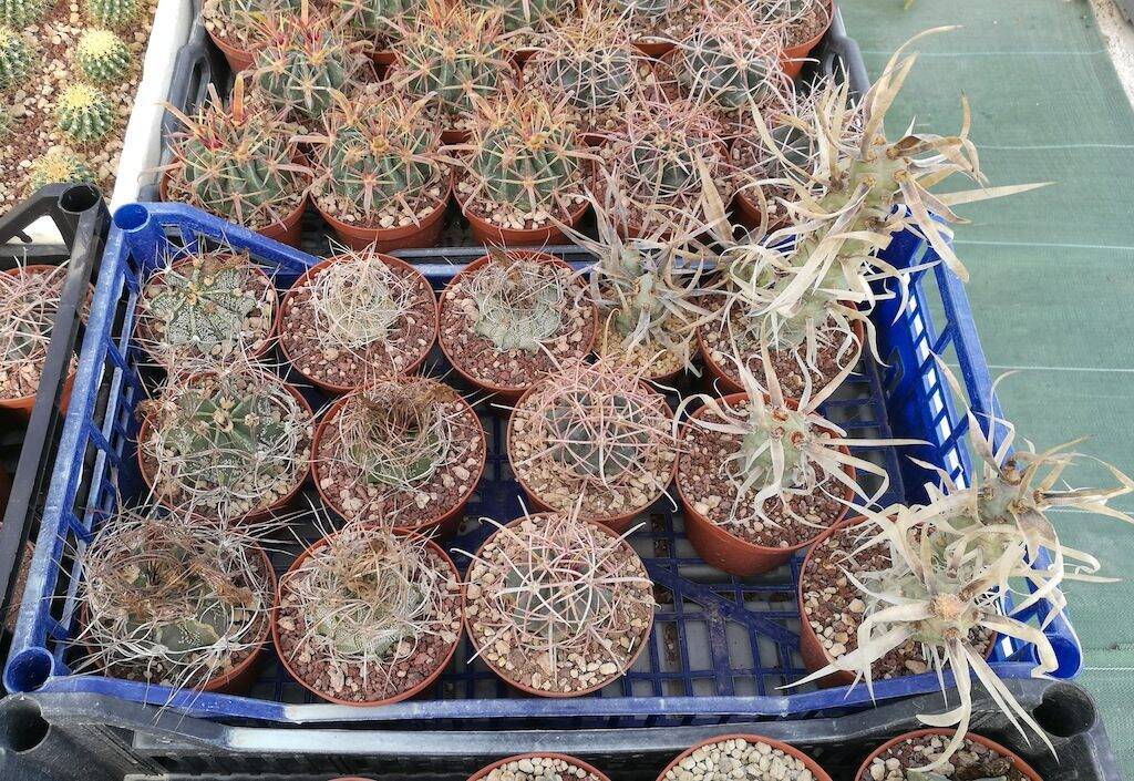 Cactus vari, mie semine