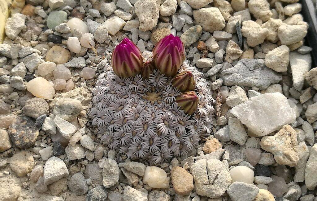 Mammillaria hernandezii in asciutta