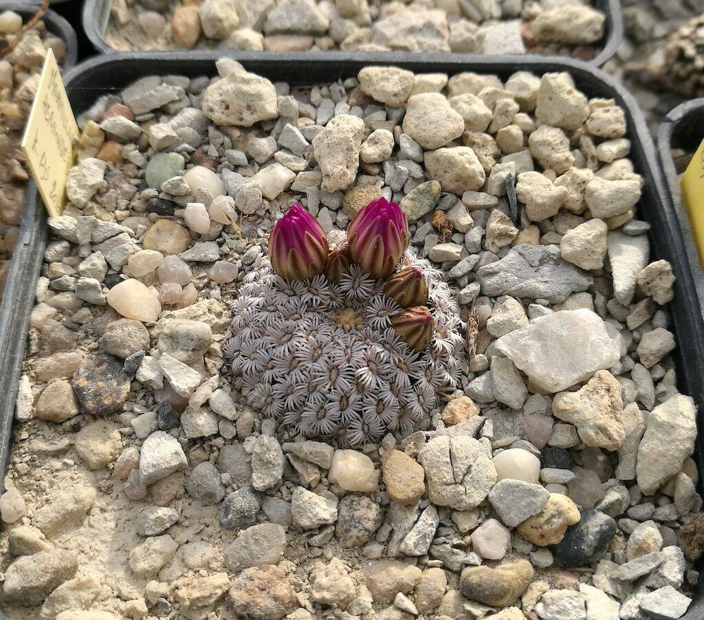 Mammillaria hernandezii in asciutta