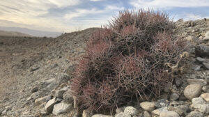 Echinocactus polycephalus