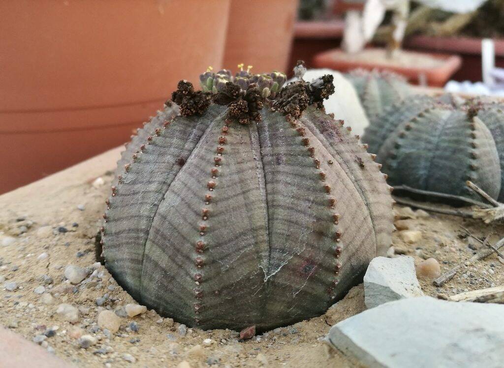 Euphorbia obesa in inverno