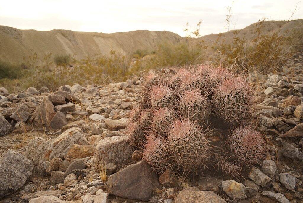 Echinocactus polycephalus (foto Ben Grillo)