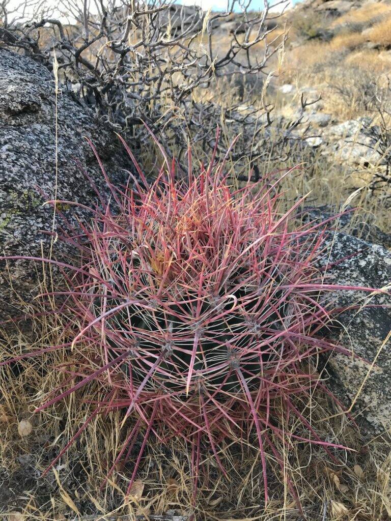 Ferocactus acanthodes (foto Ben Grillo)