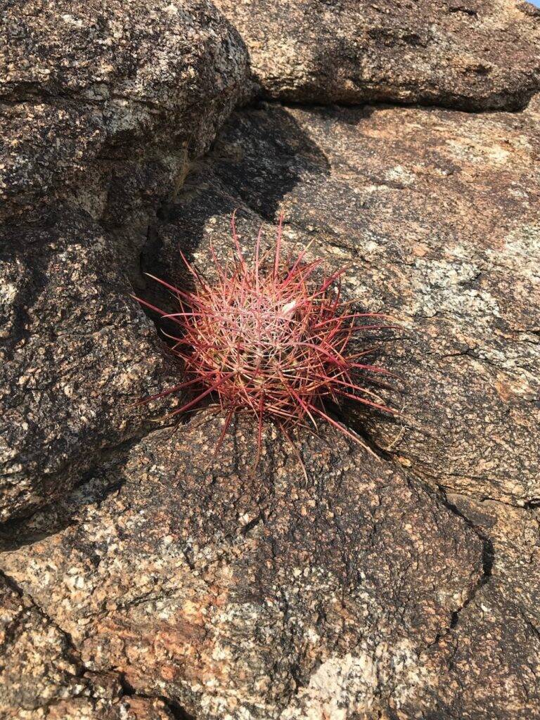 Ferocactus acanthodes (foto Ben Grillo)