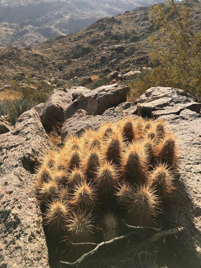 Parco Anza Borrego