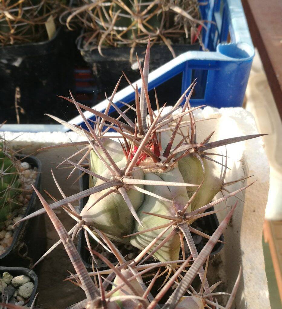 Echinocactus platyacanthus mia semina