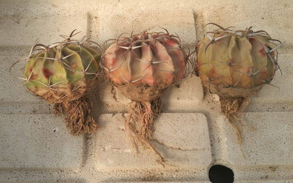Echinocactus texensis piante sofferenti