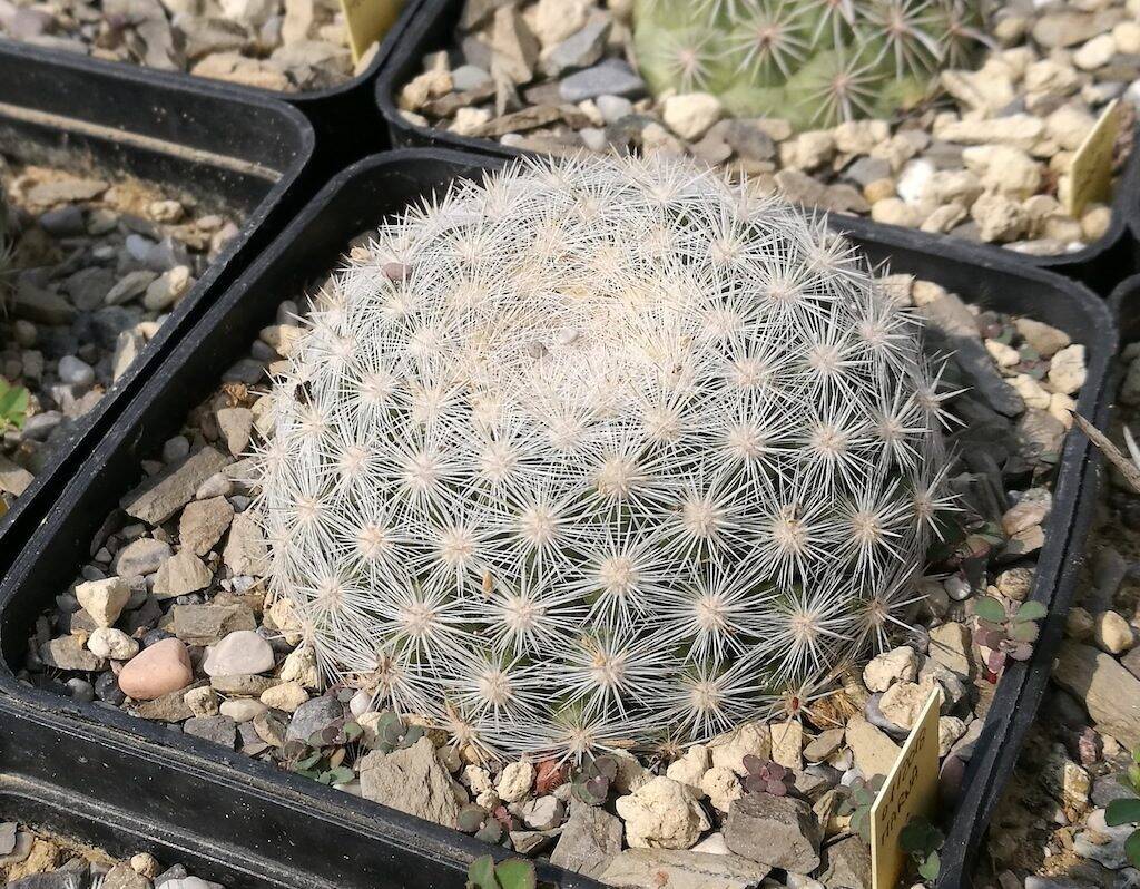 Mammillaria candida