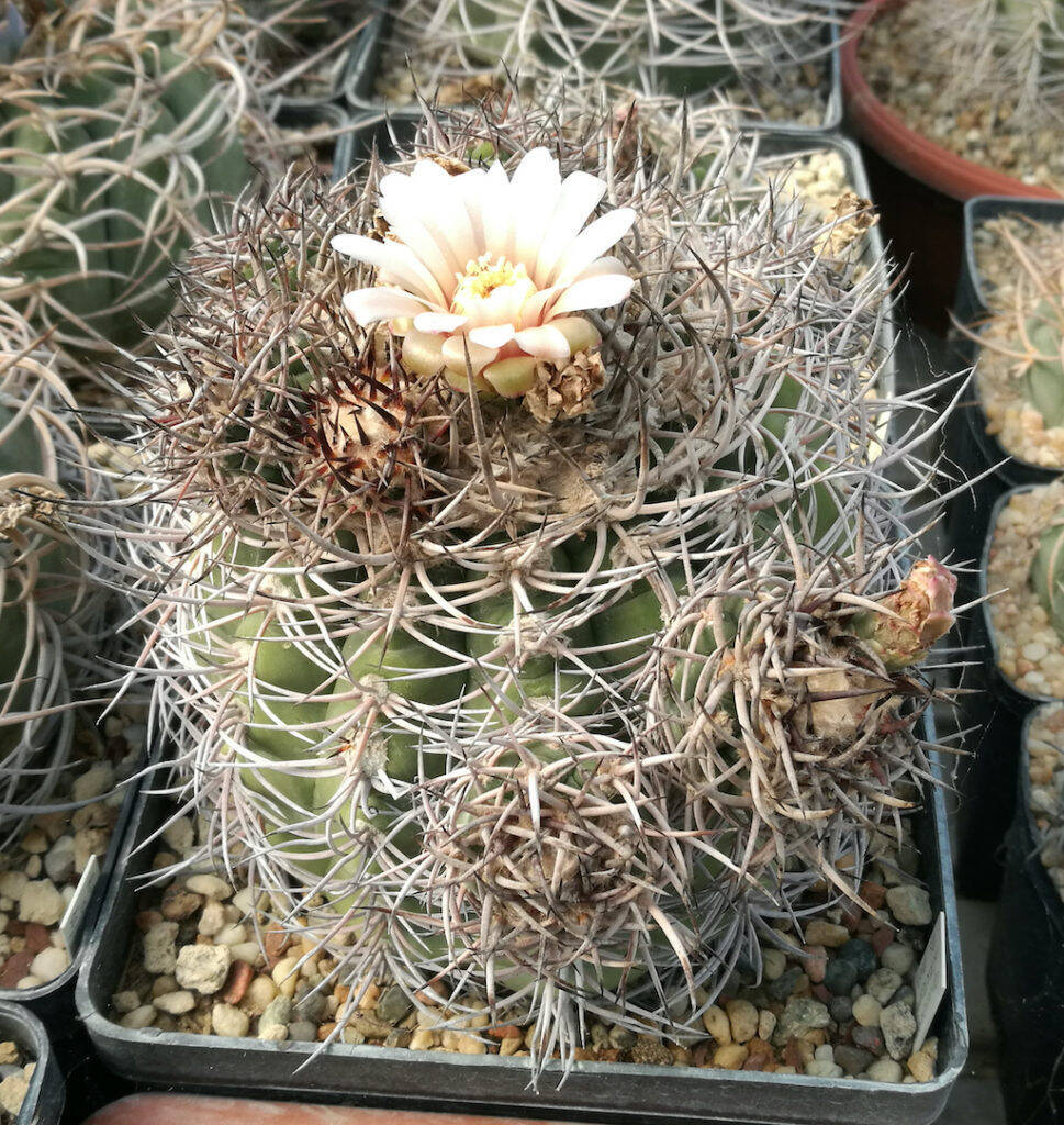 Gymnocalycium pollonato