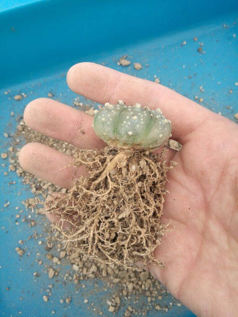 Astrophytum asterias mie semine svasate