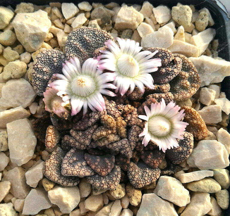 Titanopsis calcarea фото