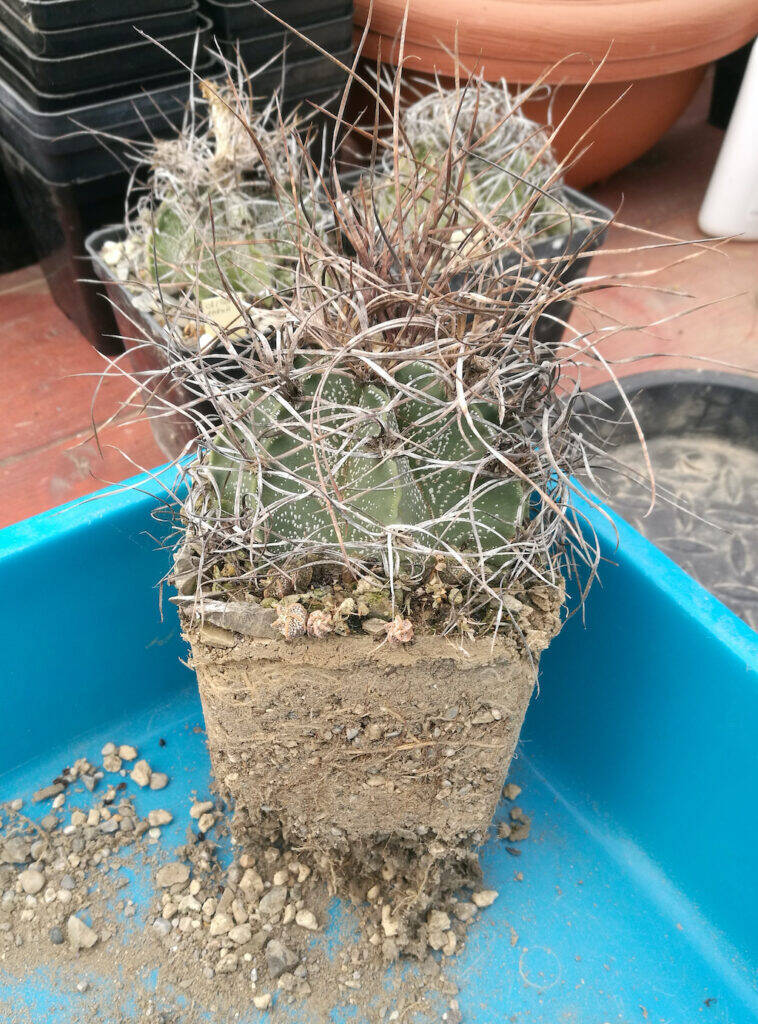 Astrophytum capricorne svasato