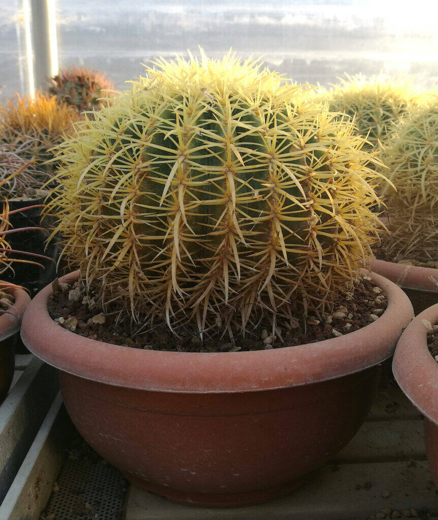 Echinocactus grusonii in ciotola