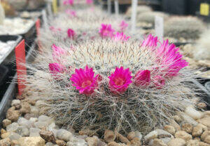 Mammillaria hahniana