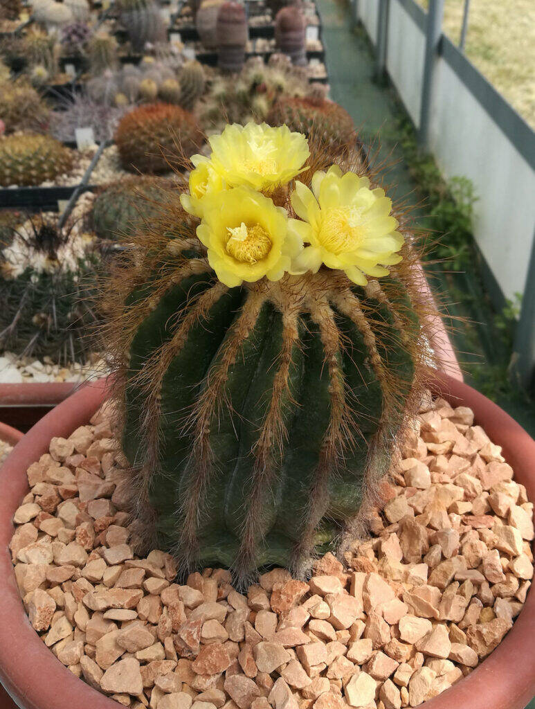 Notocactus (Parodia) leninghausii