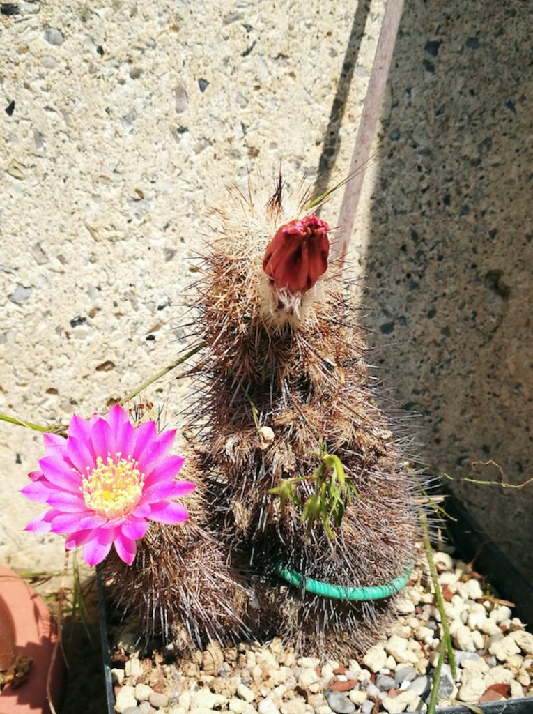 Echinocereus laui quasi morto