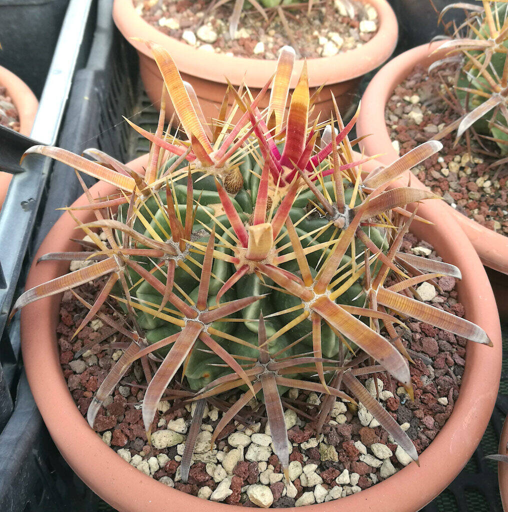 Ferocactus latispinus