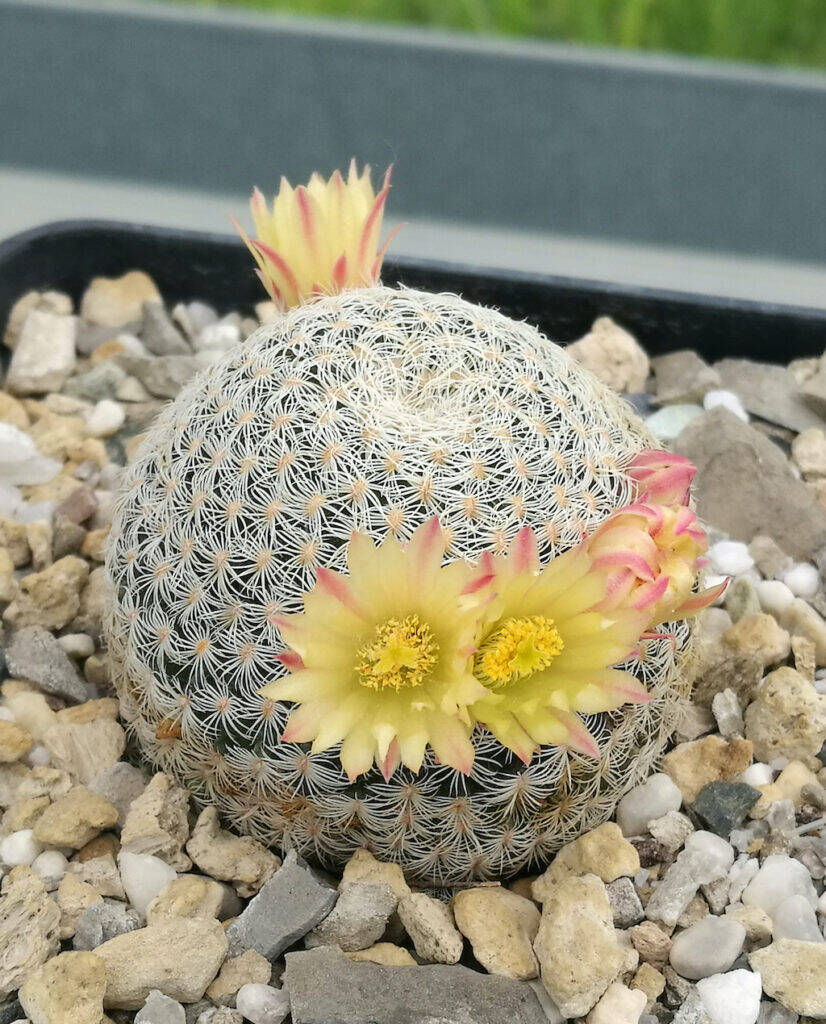 Mammillaria solisoides