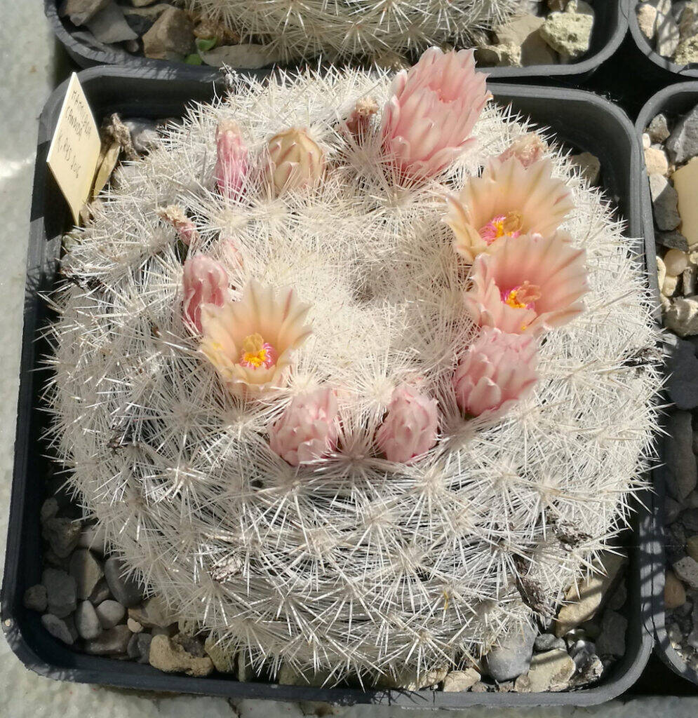 Mammillaria candida