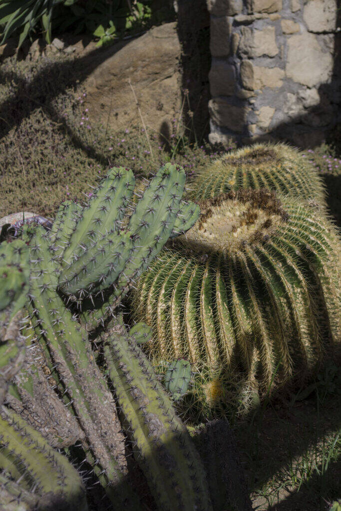 Giardino Esotico Pallanca 2022