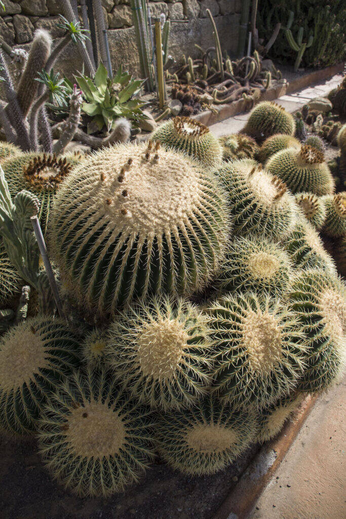 Giardino Esotico Pallanca 2022