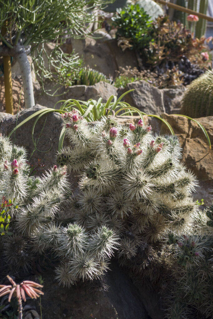 Giardino Esotico Pallanca 2022