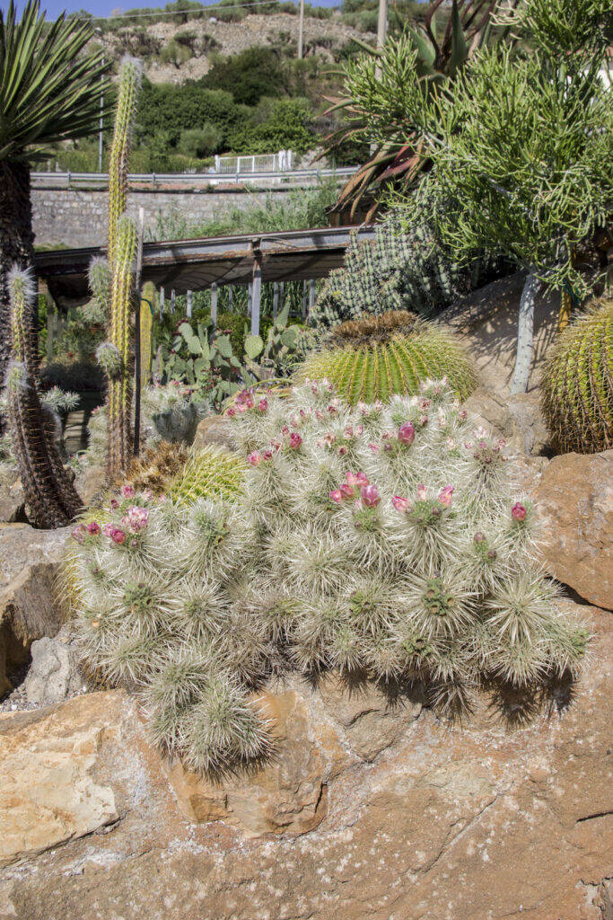 Giardino Esotico Pallanca 2022