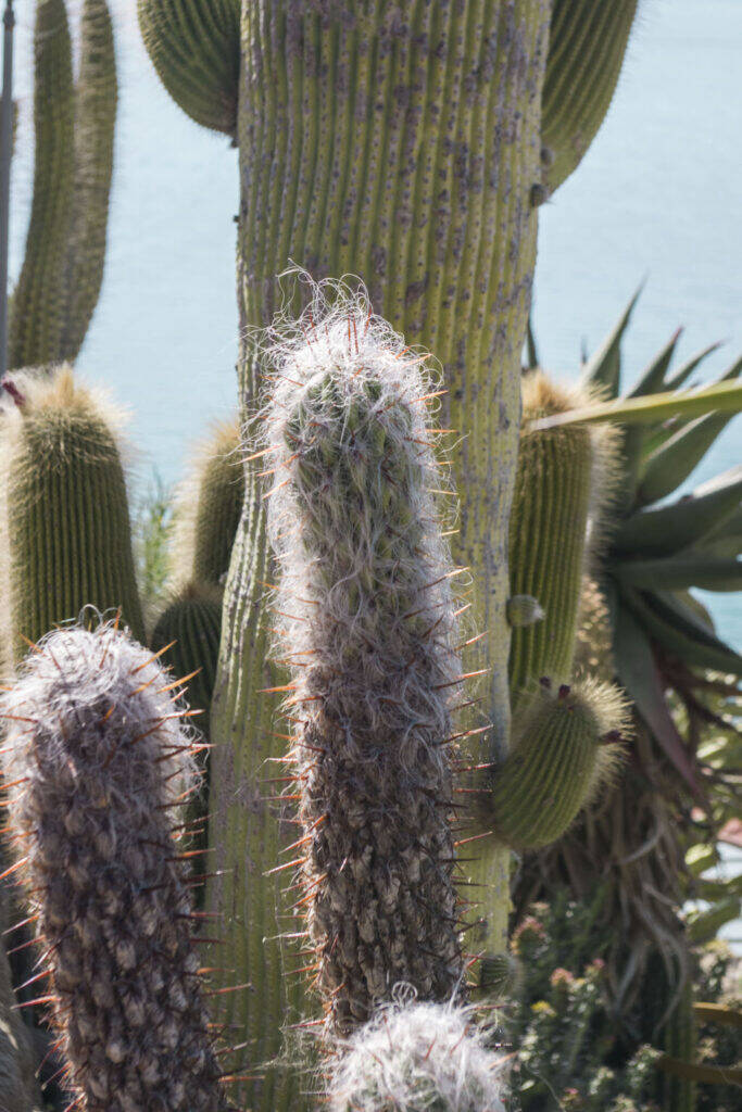 Giardino Esotico Pallanca 2022