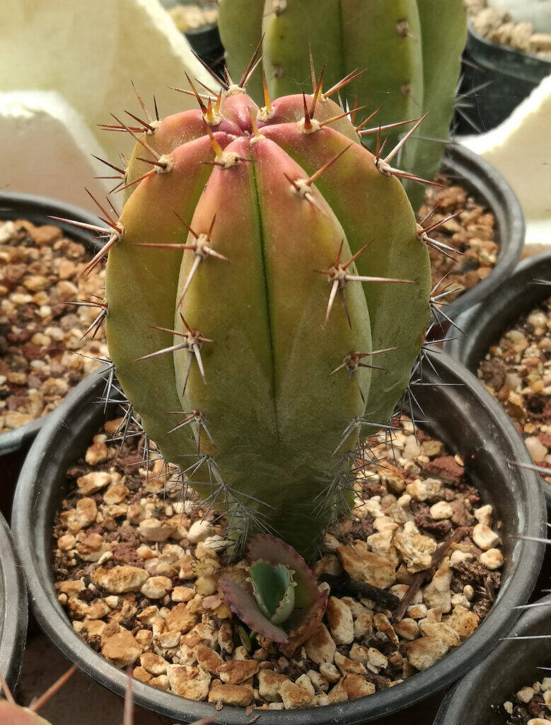 Stenocereus con Kalanchoe