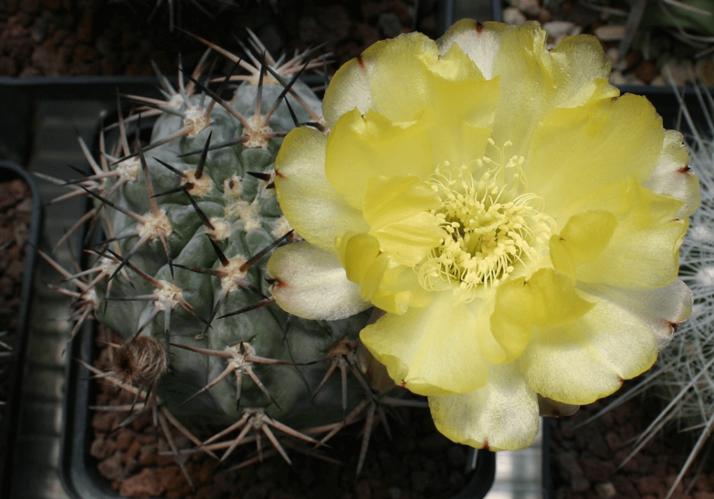 Acanthocalycium