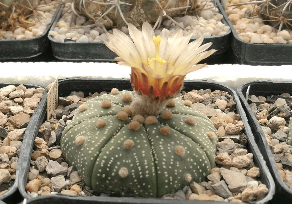 Astrophytum