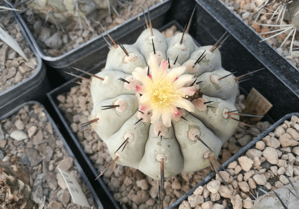 Copiapoa