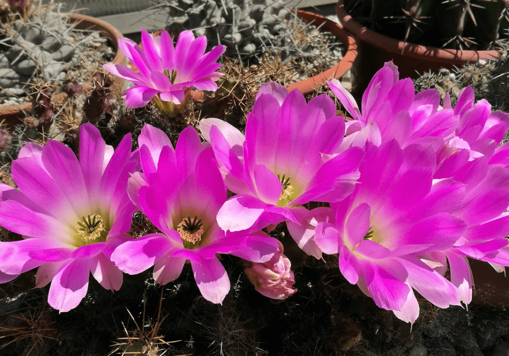 Echinocereus