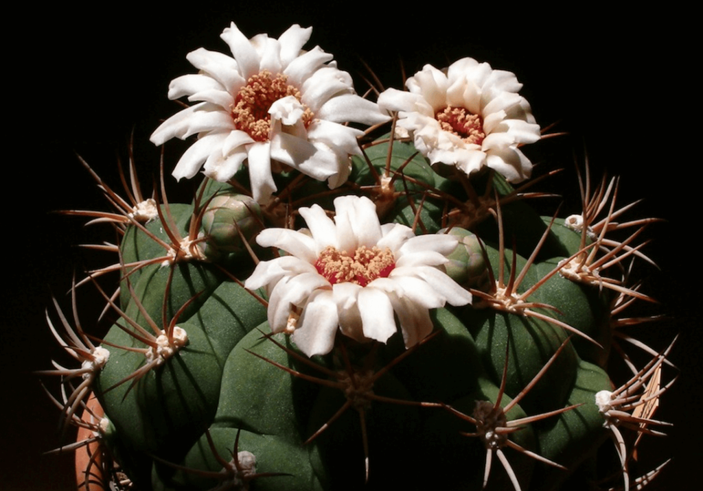 Gymnocalycium