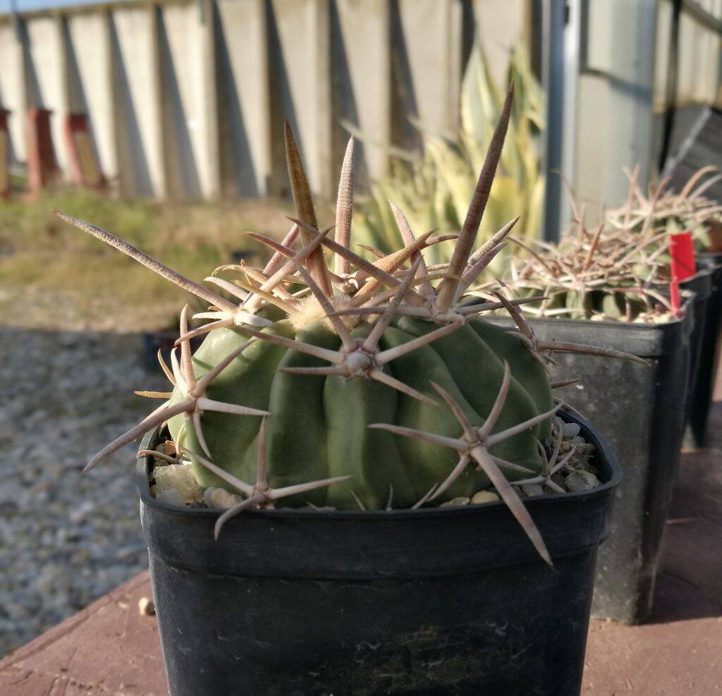 Echinocactus texensis con gesso naturale