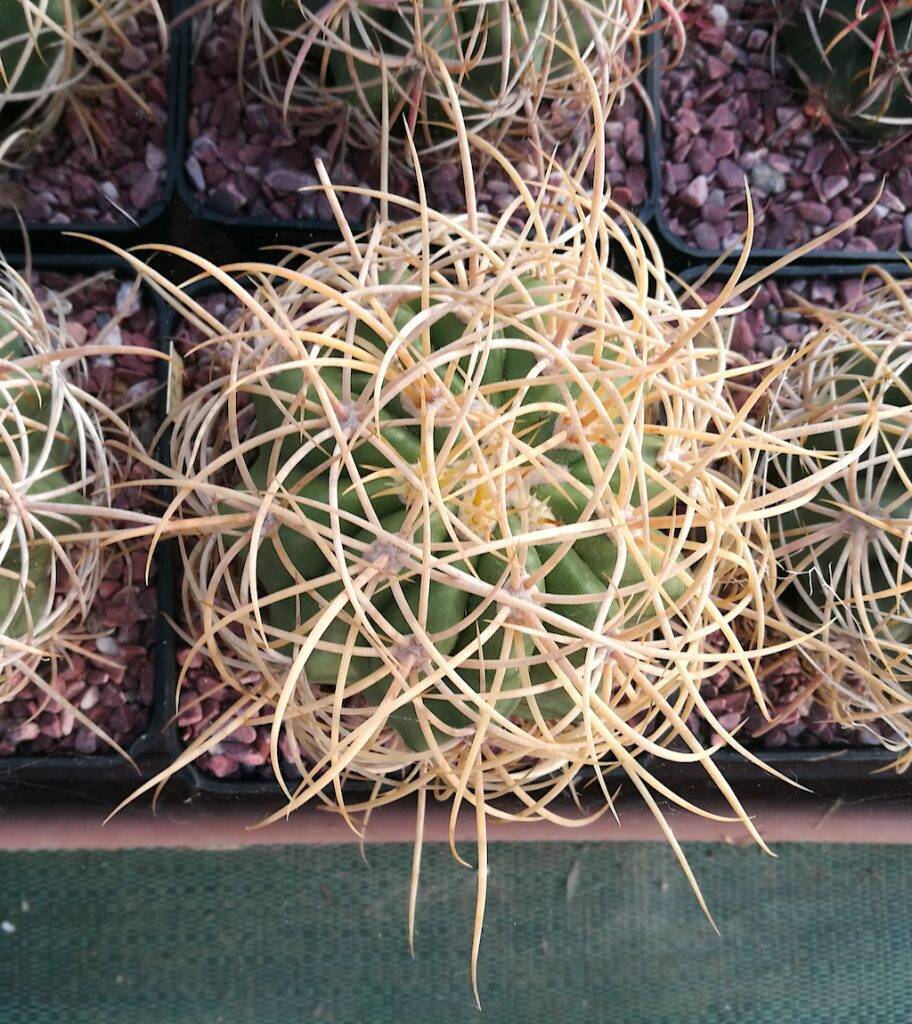 Ferocactus johnstonianus