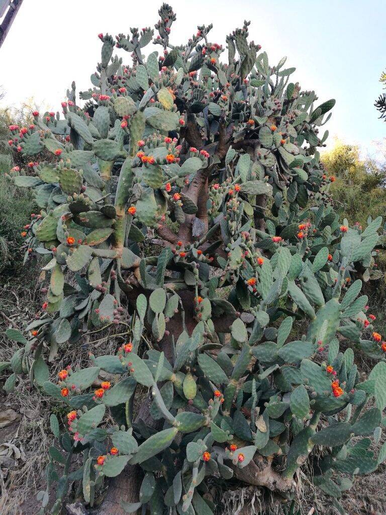 Opuntia a Bordighera