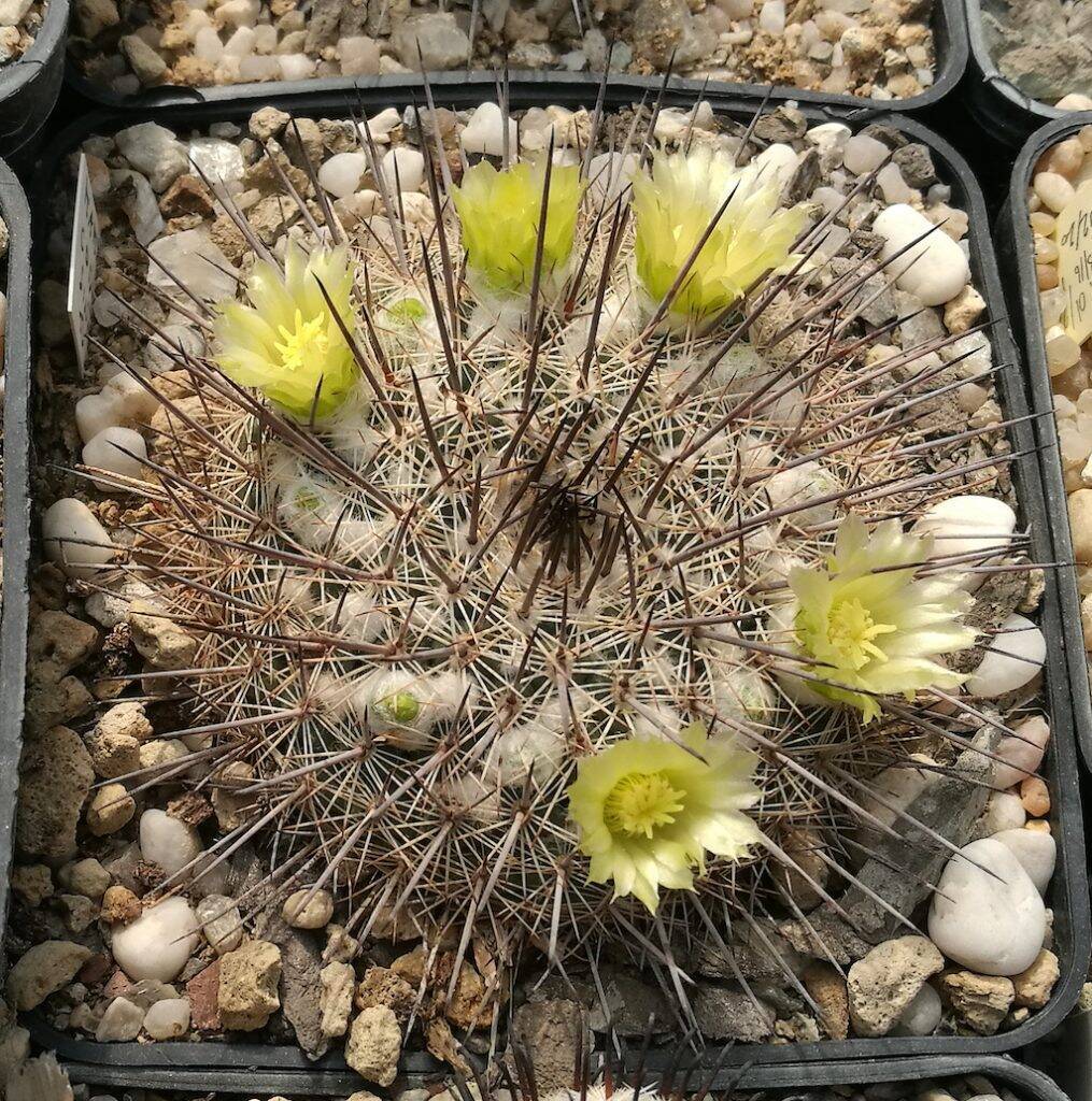 Mammillaria cobrensis